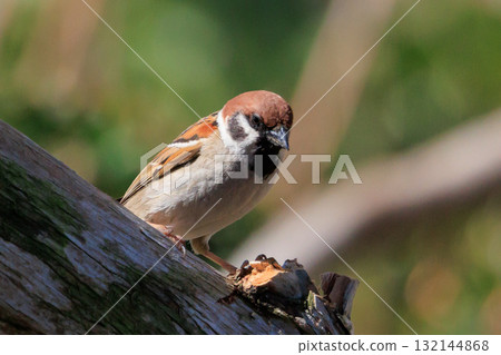 Wild bird sparrows living near humans to protect themselves from natural enemies 132144868