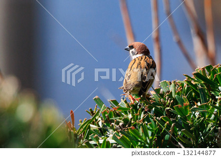 生活在人類附近以保護自己免受天敵侵害的野生麻雀 132144877