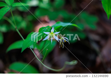 Disporum smilaciens 在從平地到山地的落葉闊葉林的樹蔭下開出又小又漂亮的白花 Disporum smilaciens 在從平地到山地的落葉闊葉林的樹蔭下開出又小又漂亮的白花 132144890