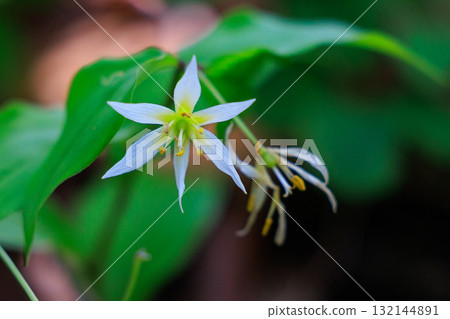 Disporum smilaciens 在從平地到山地的落葉闊葉林的樹蔭下開出又小又漂亮的白花 132144891