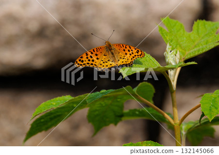 A butterfly that mimics the poisonous butterfly, Plain Tiger, Indian Fritillary A butterfly that mimics the poisonous butterfly, Plain Tiger, Indian Fritillary 132145066