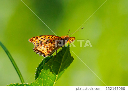 A butterfly that mimics the poisonous butterfly, Plain Tiger, Indian Fritillary A butterfly that mimics the poisonous butterfly, Plain Tiger, Indian Fritillary 132145068