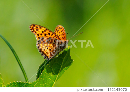 一隻模仿毒蝴蝶的蝴蝶，平原虎，印度貝母 132145070
