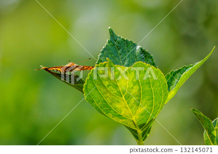 A butterfly that mimics the poisonous butterfly, Plain Tiger, Indian Fritillary 132145071