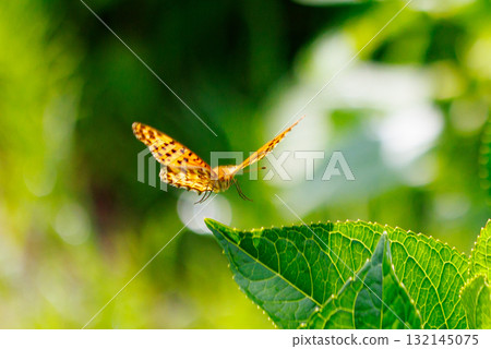 A butterfly that mimics the poisonous butterfly, Plain Tiger, Indian Fritillary A butterfly that mimics the poisonous butterfly, Plain Tiger, Indian Fritillary 132145075
