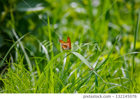 A butterfly that mimics the poisonous butterfly, Plain Tiger, Indian Fritillary A butterfly that mimics the poisonous butterfly, Plain Tiger, Indian Fritillary 132145076