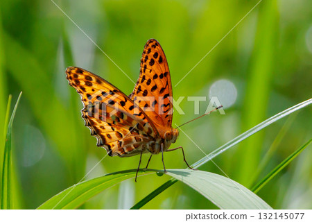 一隻模仿毒蝴蝶的蝴蝶，平原虎，印度貝母 132145077