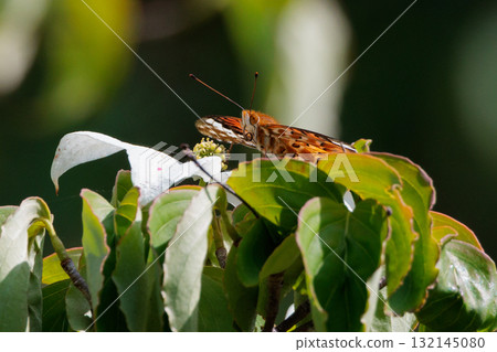 A butterfly that mimics the poisonous butterfly, Plain Tiger, Indian Fritillary A butterfly that mimics the poisonous butterfly, Plain Tiger, Indian Fritillary 132145080