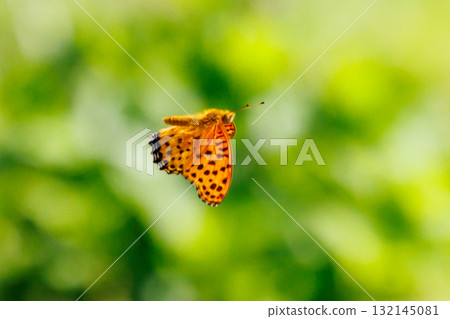一隻模仿毒蝴蝶的蝴蝶，平原虎，印度貝母 132145081