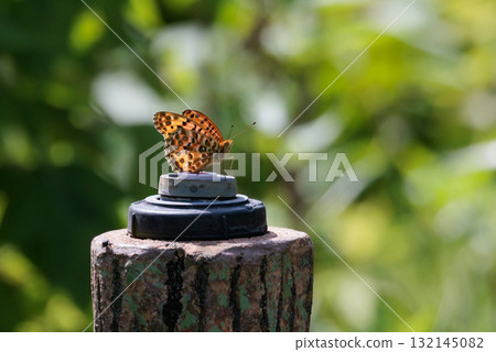 A butterfly that mimics the poisonous butterfly, Plain Tiger, Indian Fritillary A butterfly that mimics the poisonous butterfly, Plain Tiger, Indian Fritillary 132145082