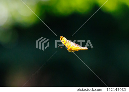 A butterfly that mimics the poisonous butterfly, Plain Tiger, Indian Fritillary 132145083