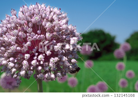 Blue sky and pink leek head Blue sky and pink leek head 132145108