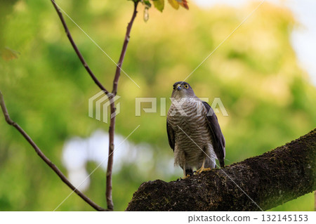 一種小型猛禽,日本麻雀,近年來已用於獵鷹。 一種小型猛禽,日本麻雀,近年來已用於獵鷹。 132145153
