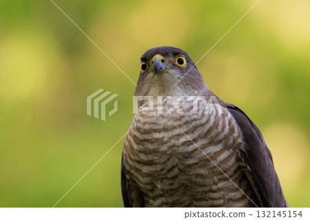 一種小型猛禽,日本麻雀,近年來已用於獵鷹。 一種小型猛禽,日本麻雀,近年來已用於獵鷹。 132145154