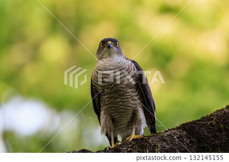 A small bird of prey, the Japanese sparrowhawk, which has been used for falconry in recent years. 132145155