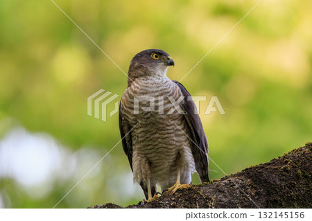 A small bird of prey, the Japanese sparrowhawk, which has been used for falconry in recent years. A small bird of prey, the Japanese sparrowhawk, which has been used for falconry in recent years. 132145156