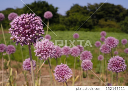 Pink leek head 132145211