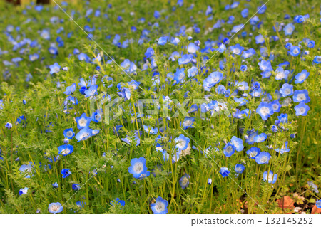 The beautiful blue carpet of nemophila, like a forest fairy The beautiful blue carpet of nemophila, like a forest fairy 132145252