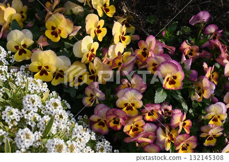 flower bed  132145308