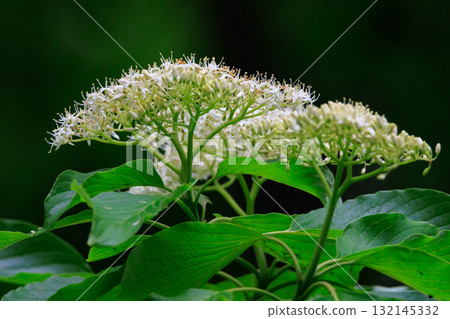 A flowering tree native to the United States that was sent to Japan as a return gift from the cherry blossoms. 132145332