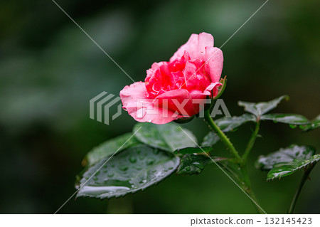 玫瑰是觀賞植物的代表，品種繁多。 132145423