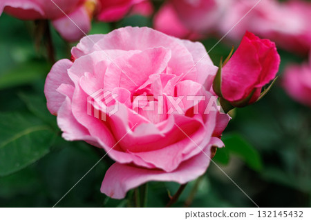 玫瑰是觀賞植物的代表,品種繁多。 玫瑰是觀賞植物的代表,品種繁多。 132145432