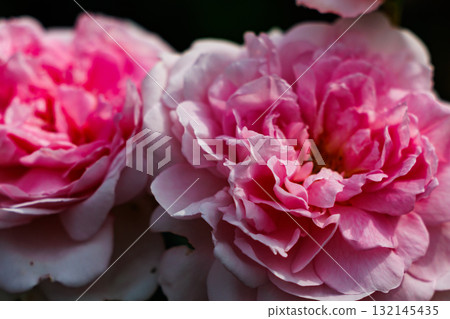 Roses are representative of ornamental plants and boast a wide variety of varieties. 132145435