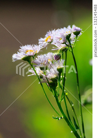 Halzion, a weed that is a naturalized plant and is often found on roadsides and vacant lots. Halzion, a weed that is a naturalized plant and is often found on roadsides and vacant lots. 132145488