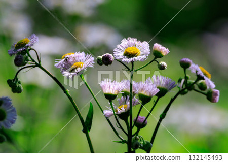 Halzion，一種歸化植物的雜草，經常出現在路邊和空地上。 132145493