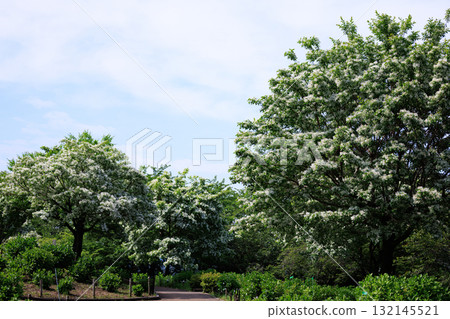 Chionanthus retusus 稱為 Nanjamon Janoki 132145521