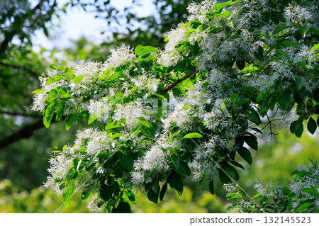 Chionanthus retusus 稱為 Nanjamon Janoki 132145523