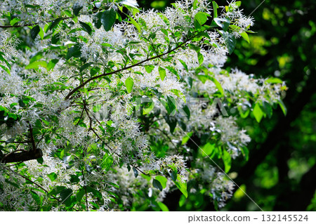 Chionanthus retusus 稱為 Nanjamon Janoki Chionanthus retusus 稱為 Nanjamon Janoki 132145524