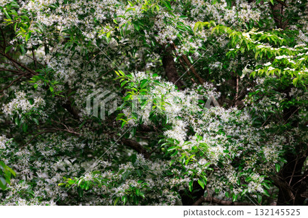 Chionanthus retusus 稱為 Nanjamon Janoki Chionanthus retusus 稱為 Nanjamon Janoki 132145525
