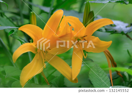 萱草是一日花,早上開花,晚上枯萎 萱草是一日花,早上開花,晚上枯萎 132145552