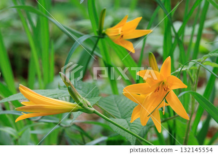 萱草是一日花,早上開花,晚上枯萎 萱草是一日花,早上開花,晚上枯萎 132145554