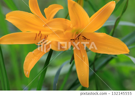 萱草是一日花,早上開花,晚上枯萎 萱草是一日花,早上開花,晚上枯萎 132145555