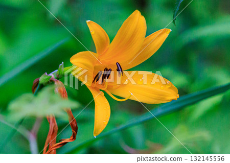 萱草是一日花，早上開花，晚上枯萎 132145556