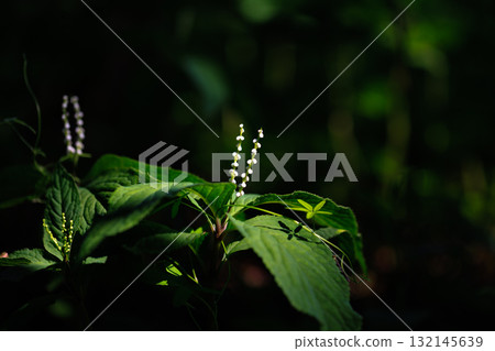 Chloranthus serrata 以靜香御前和鬼魂共舞的歌曲“Futari Shizuka”命名 Chloranthus serrata 以靜香御前和鬼魂共舞的歌曲“Futari Shizuka”命名 132145639
