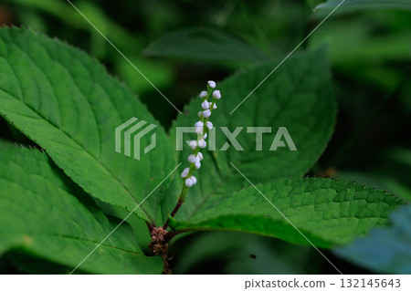 Chloranthus serrata 以靜香御前和鬼魂共舞的歌曲“Futari Shizuka”命名 132145643