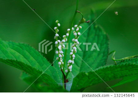 Chloranthus serrata 以靜香御前和鬼魂共舞的歌曲“Futari Shizuka”命名 Chloranthus serrata 以靜香御前和鬼魂共舞的歌曲“Futari Shizuka”命名 132145645