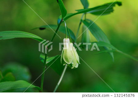 Disporum 無柄生長在灌木叢等開闊區域，並綻放類似於所羅門海豹的花朵。 132145876