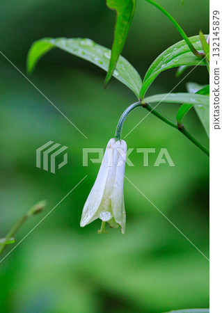 Disporum 無柄生長在灌木叢等開闊區域，並綻放類似於所羅門海豹的花朵。 132145879