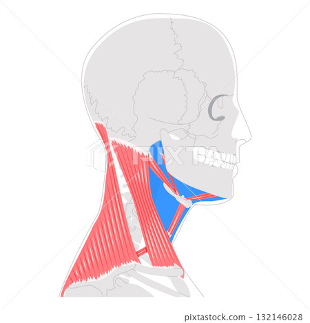 Neck anterior triangle chart, detailed boundaries and divisions, submandibular, submental, carotid, muscular triangles 132146028