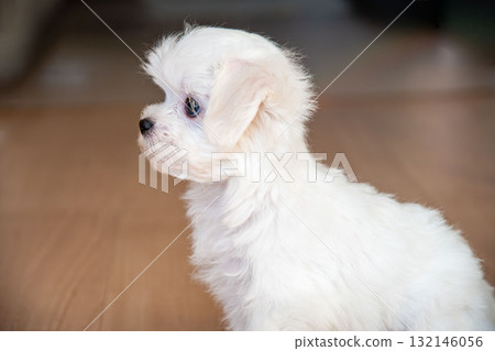 馬耳他人直視前方 132146056