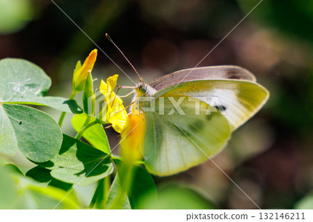 A white fairy fluttering and fluttering, a cabbage white butterfly A white fairy fluttering and fluttering, a cabbage white butterfly 132146211