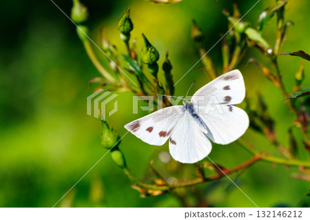 A white fairy fluttering and fluttering, a cabbage white butterfly 132146212