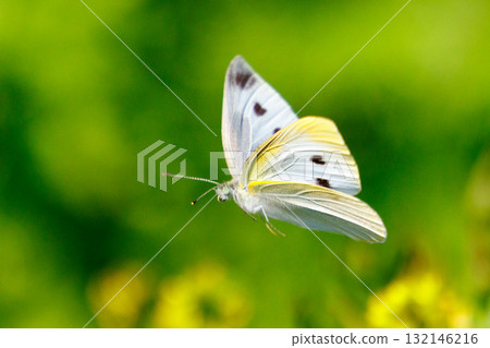 一隻白色的仙女飄飄著,一隻白菜蝴蝶 一隻白色的仙女飄飄著,一隻白菜蝴蝶 132146216