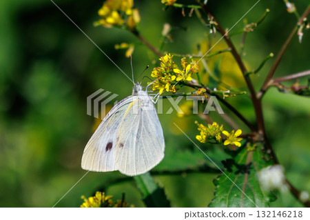 A white fairy fluttering and fluttering, a cabbage white butterfly A white fairy fluttering and fluttering, a cabbage white butterfly 132146218