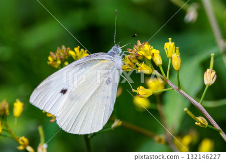 A white fairy fluttering and fluttering, a cabbage white butterfly A white fairy fluttering and fluttering, a cabbage white butterfly 132146227