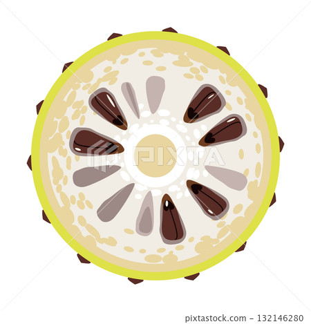 Noni fruit morinda slice tropical fruit vector illustration Noni fruit morinda slice tropical fruit vector illustration 132146280